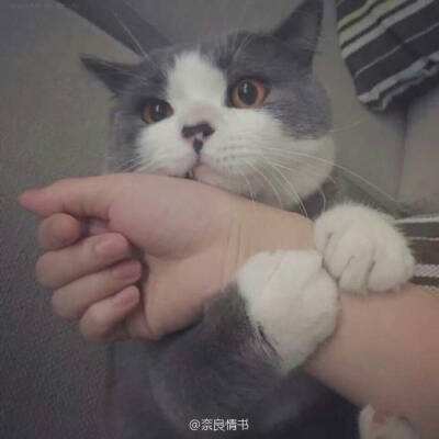 荒野行动官方正版下载